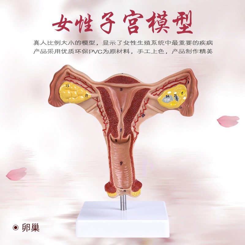 子宫模型卵巢女性内外生殖器官模型生殖科妇科演示卵巢子宫有图解