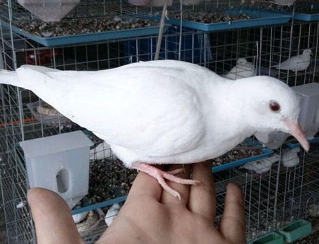 cmcm精品白鸽子活物魔术鸽子深灰魔术鸽粘人宠物观赏鸟活体一对 灰白