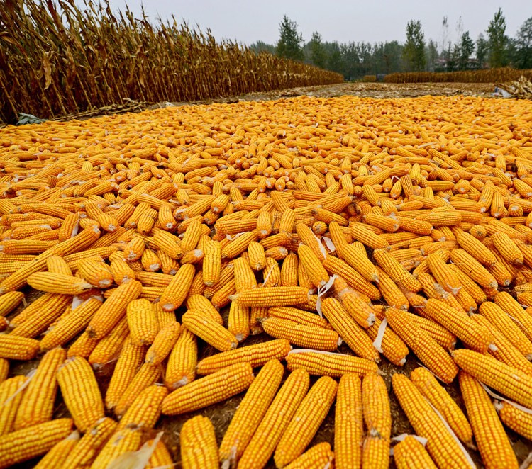 东北特产苞米查子大碴子粥5斤玉米茬子笨馇子玉米渣子糁子粗粮杂粮