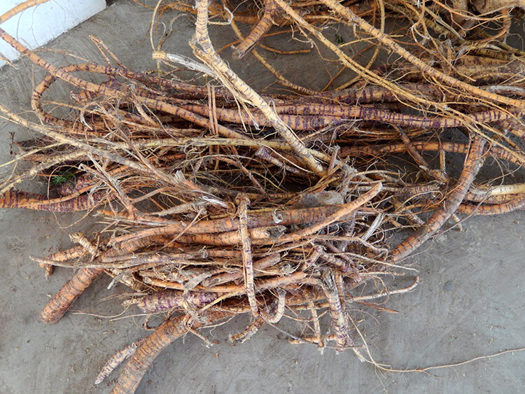 2022年新货切片 桑树根老桑头老桑树根切片 桑葚根 500克 1斤 0克 1斤