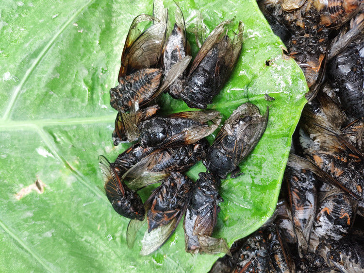 猴黑蝉 精选速冻黑蝉 1斤-4斤 多规格 老蝉成蝉食用 黑知了新鲜 3000