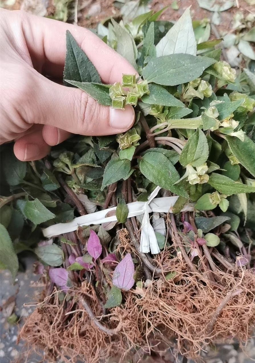 野生风柜斗草干货250克500克品楮肉穗草槠头红风谷风鼓草风骨草风方古