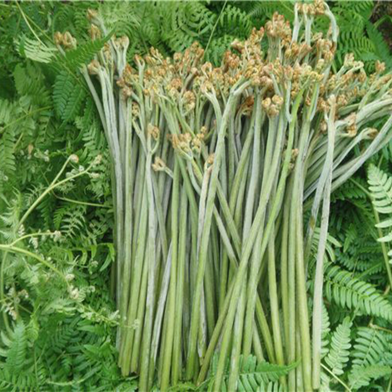 云南蕨菜袋装现货龙爪菜1000g开袋炒熟即食土特产