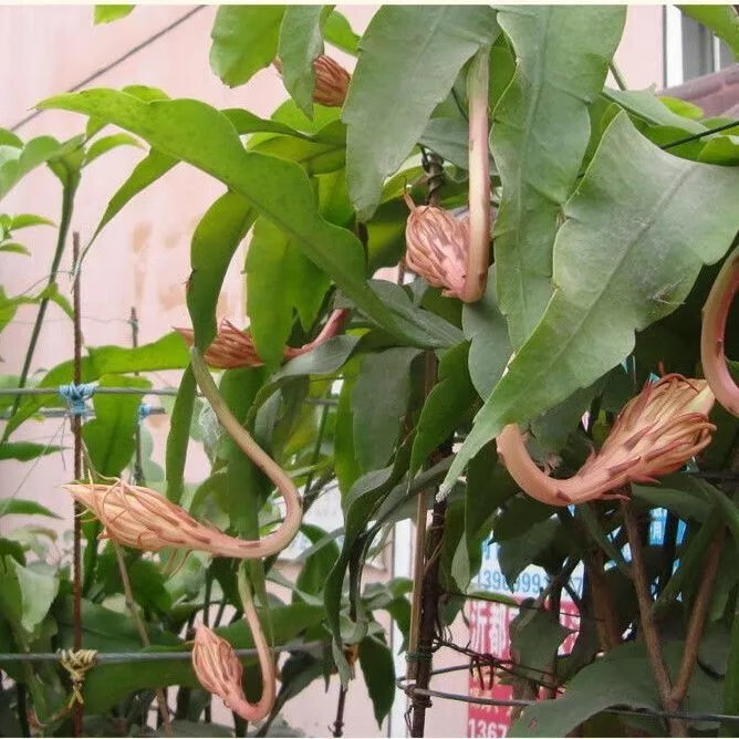 8，【精選】四季開花曇花一現月下美人大花重瓣帶根苗多色花卉綠植盆 藍色曇花 10厘米小苗1顆(明年開花)