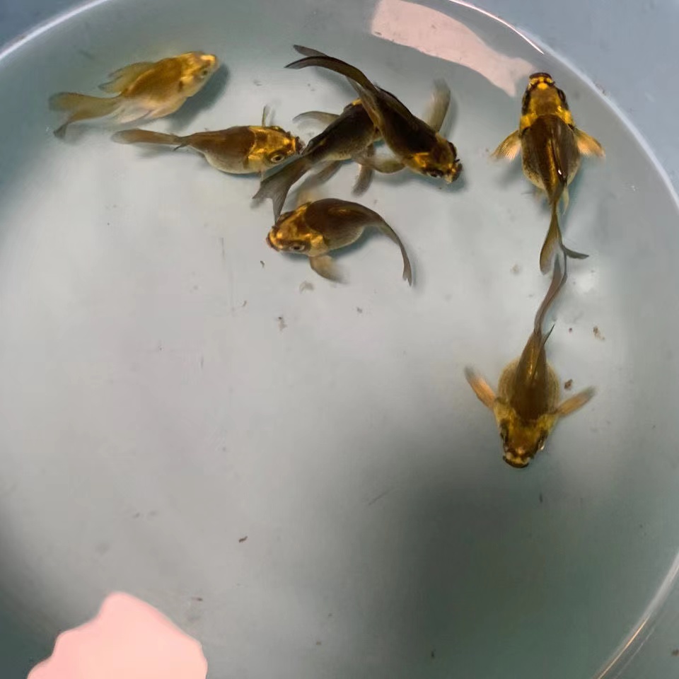 朵芮蜜熊猫蝴蝶鲤冷水观赏鱼大长尾纯种红蝴蝶鲤球体锦鲤鱼苗活体 重