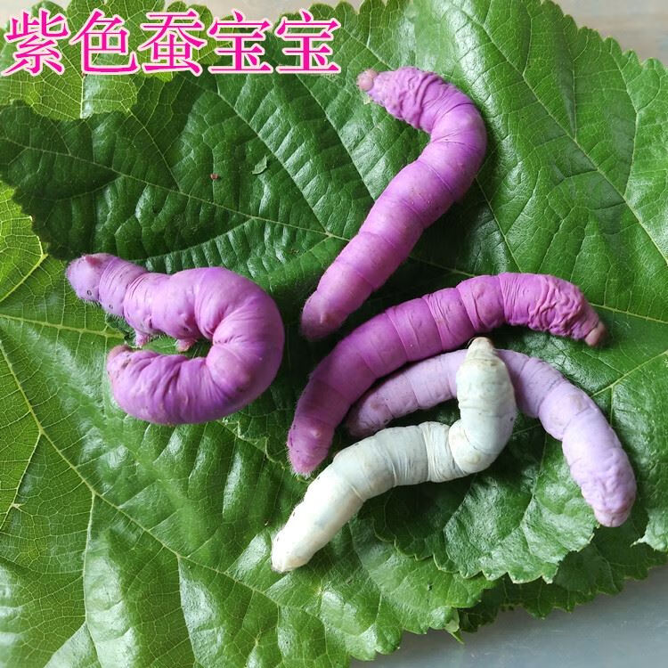 江影清七彩套装蚕宝宝活体活物桑叶饲料蚕卵金丝蚕天然活蚕工具学生