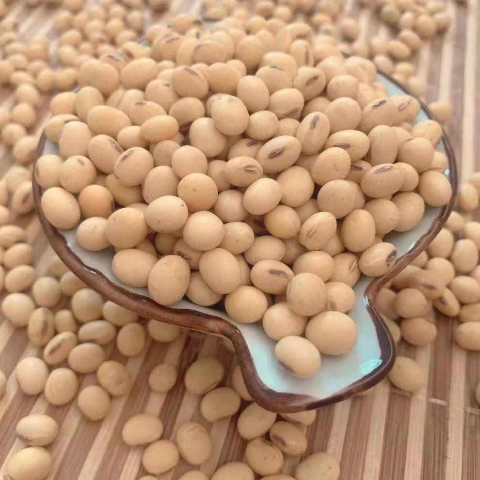 黄豆椭圆老品种打豆浆农家自种土黄豆大豆笨豆 2500克/5斤装 划算装