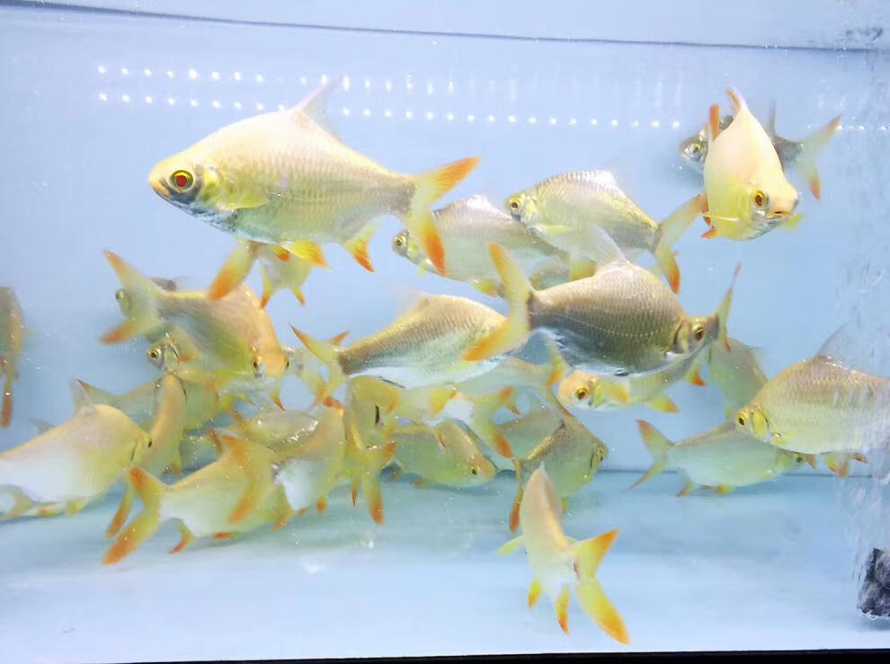 嘉瑰观赏鱼金凤鱼银凤鱼活体泰国鲫双线侧鱼活体金银元宝鱼红鳍鲫鱼