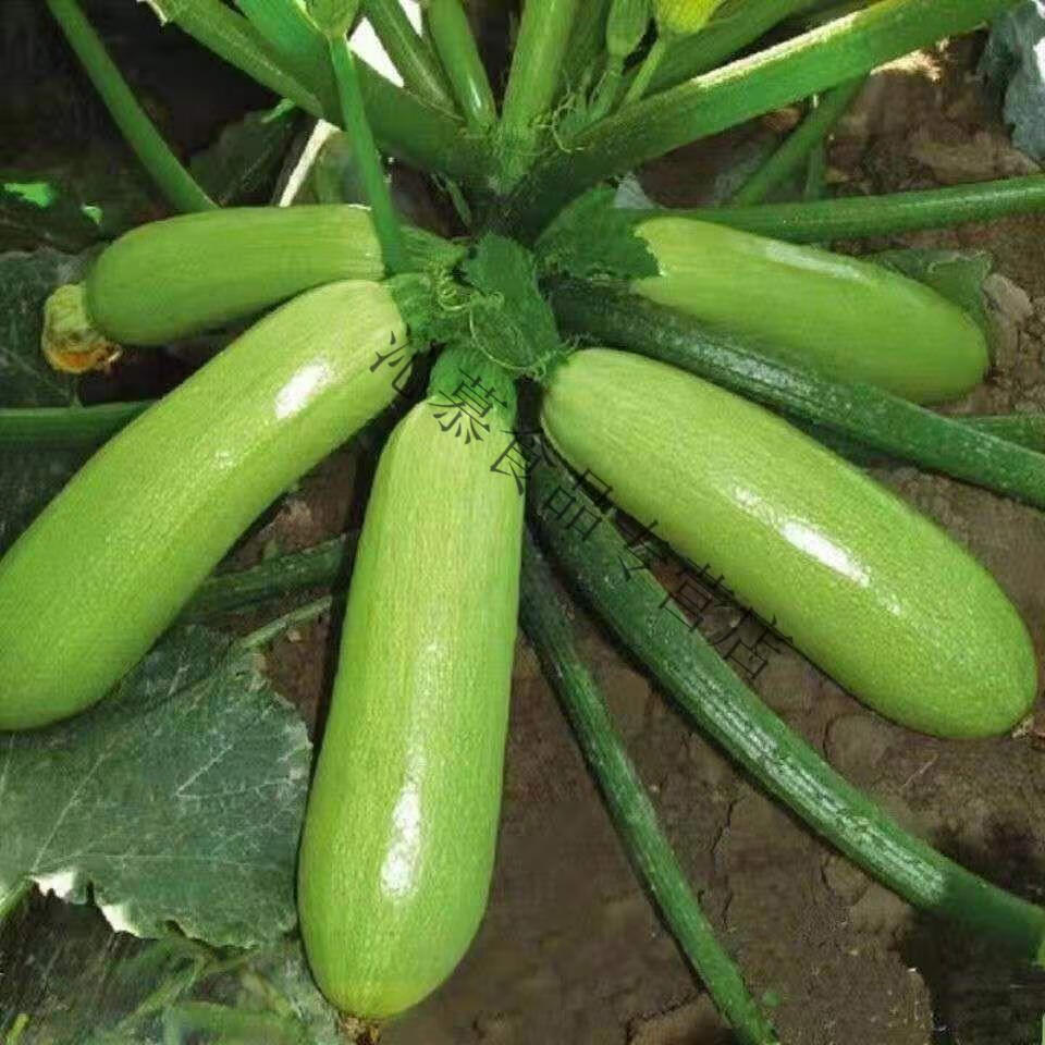 新鲜蔬菜西葫芦角瓜做包子饺子馅当季绿色蔬菜农家自种菜瓜价西葫芦1