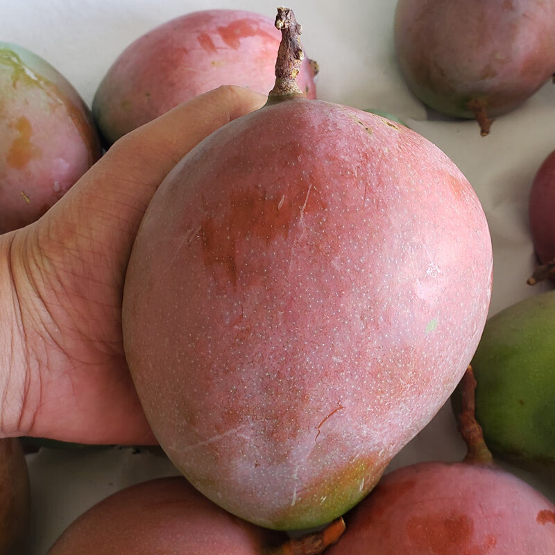 四川攀枝花凯特芒果新鲜水果当季整箱凯特芒超大芒果热带现摘 5斤装