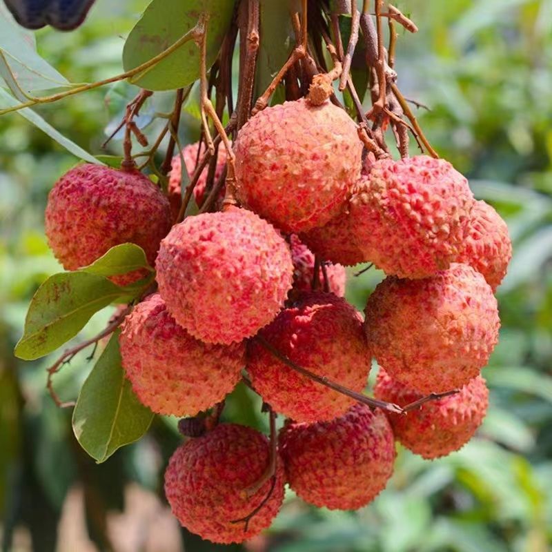 顺丰空运广东增城茂名桂味荔枝现摘现发应季新鲜水果孕妇水果5斤