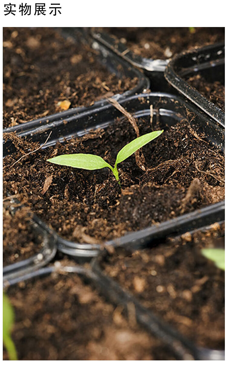 查拉皮塔红辣椒种子稀有果味香迷你高产进口传家宝春秋盆栽蔬菜进口