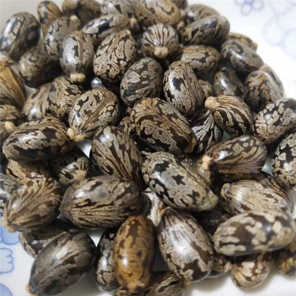 北京同仁堂原料蓖麻子中药材 蓖麻种籽 蓖麻仁 多规格 新货内廷上用