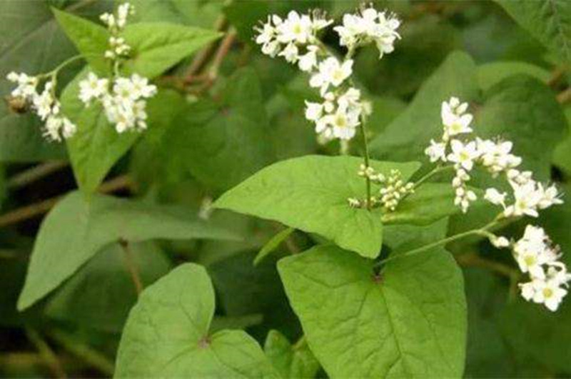 贵州中草药材野荞麦根500g 新鲜开金锁银开野南荞金荞麦三七【图片