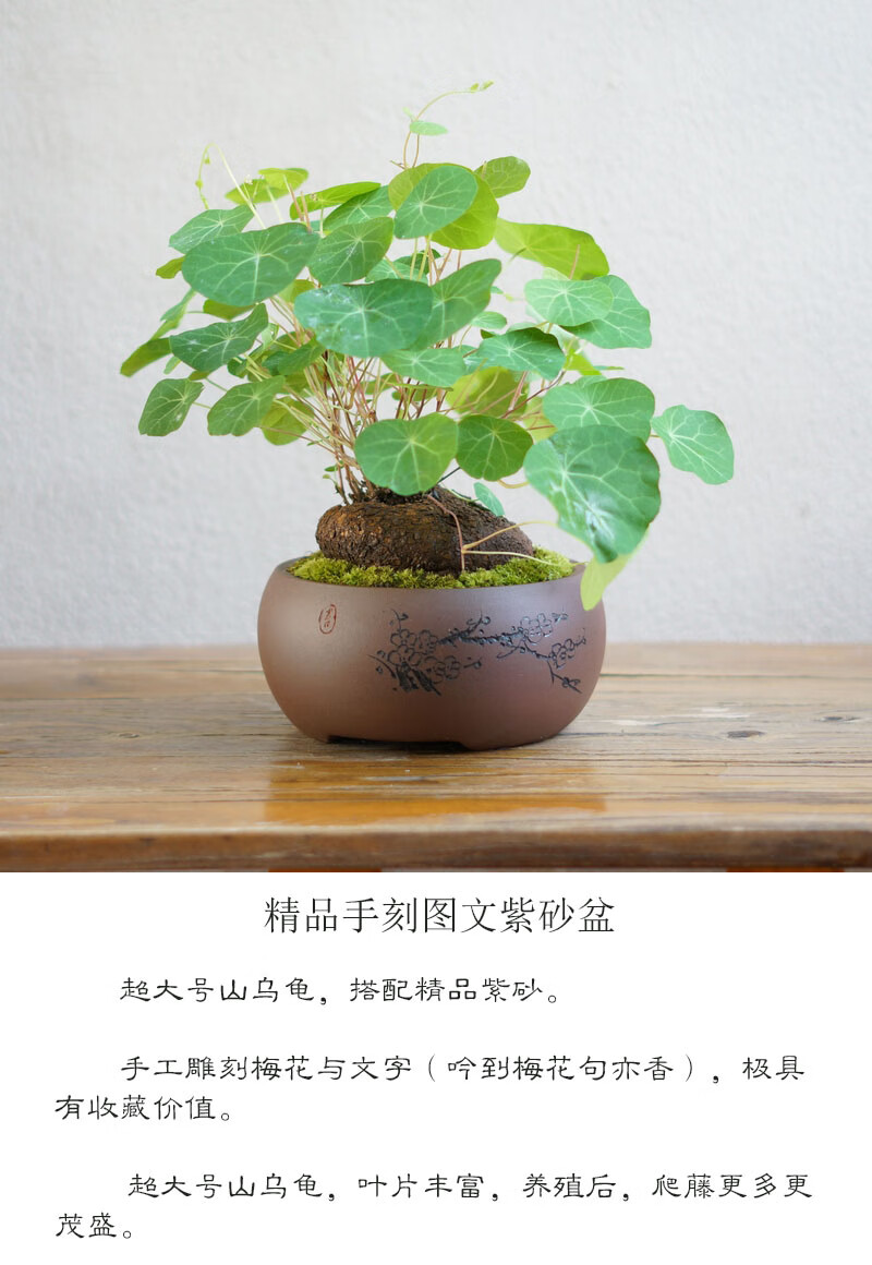 山乌龟金不换书房苔藓盆景办公室桌茶桌面绿植圆叶盆栽爬藤小绿植