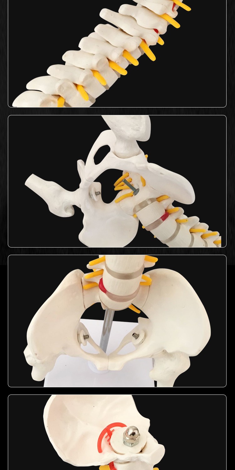 人体脊柱模型 人体脊椎模型 椎骨模型 髋关节模型 盆骨模型颈椎 白色