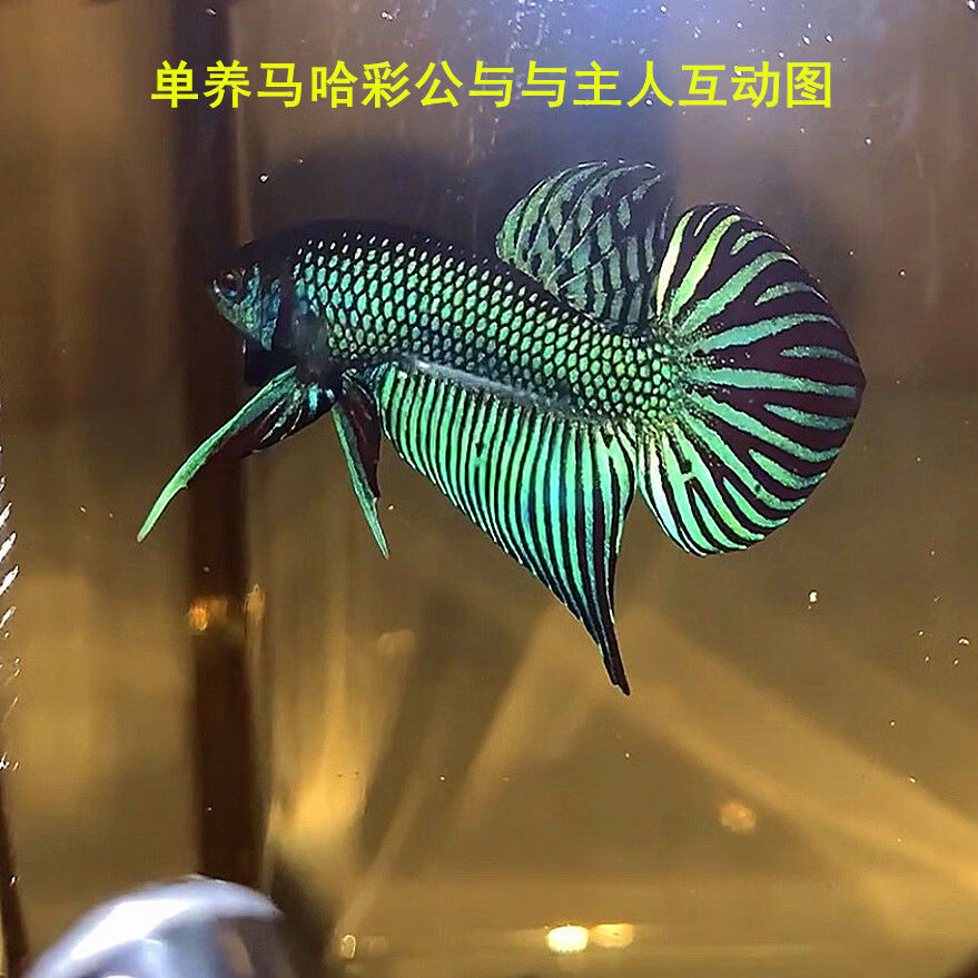 馬哈彩原鬥鬥魚泰國鬥魚中國鬥魚觀賞魚冷水魚小型觀賞魚藍型馬哈彩亞