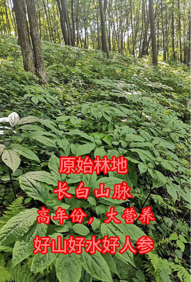 野山参林下参20年鲜林下参野生人参真人参山参野生泡酒人参 18年林下