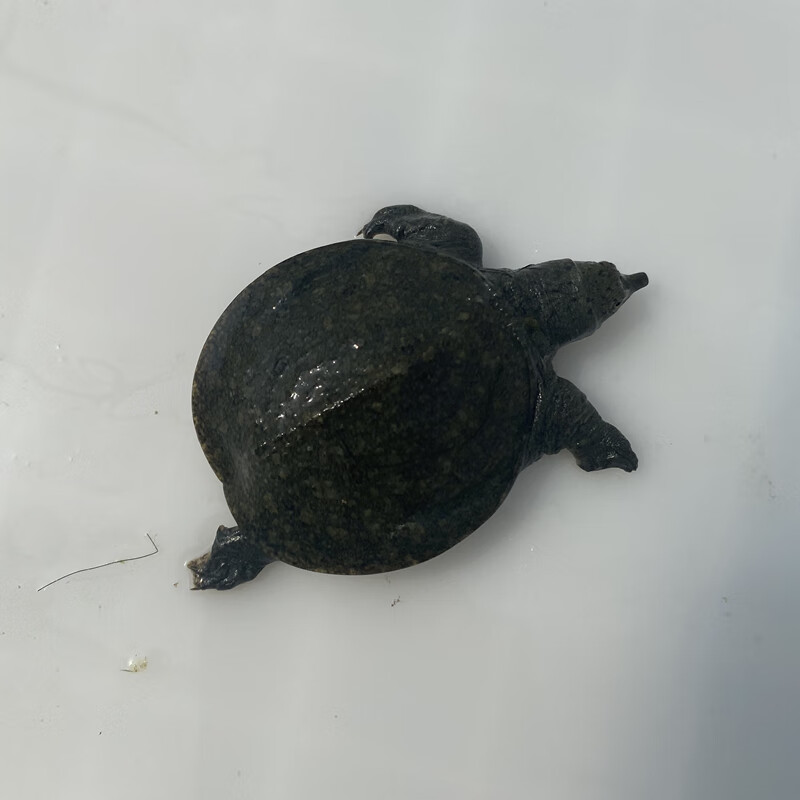 绿色召集令外塘乌鳖苗全黑小甲鱼王八苗包活包损养殖活体中华苗杂食 8
