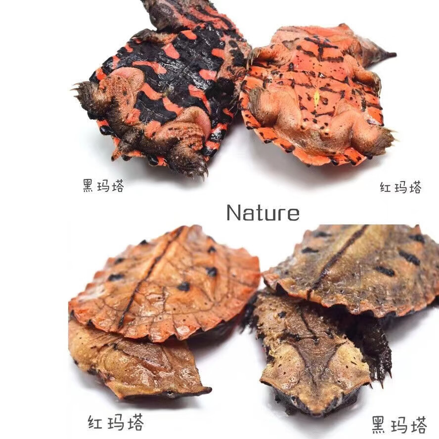 cmcm黑玛塔活体枯叶龟红玛塔深水观赏网红宠物龟全品健康开食水族 全