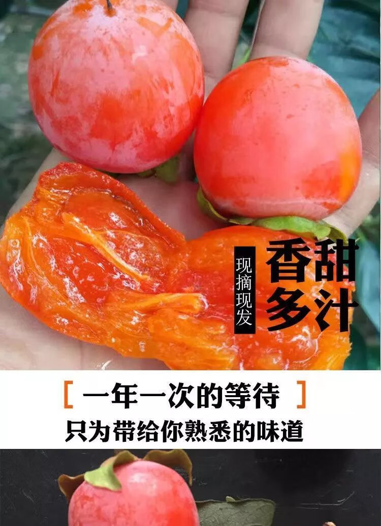 珍珠蜜柿子新鲜吊红迷你小柿子当季水果一口吸火罐火晶软柿子礼盒 30