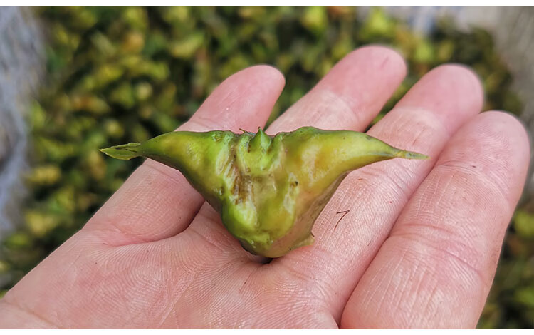 洪湖四角菱角新鲜菱角湖北特产新鲜带壳老凌角 10斤老菱角【图片 价格