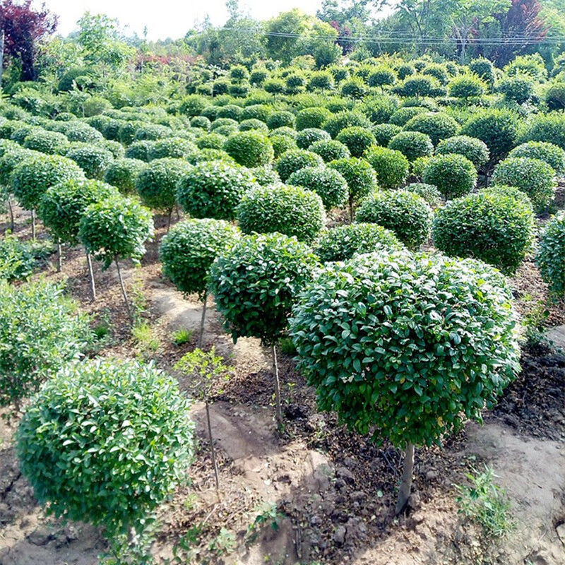 造型小叶女贞球别墅四季常青绿篱植物庭院风景楼顶绿化球形 金森女贞