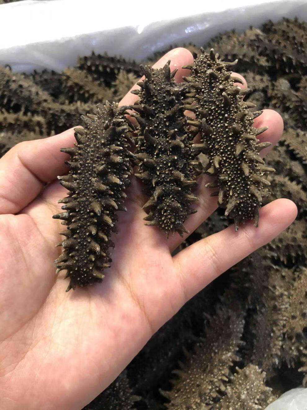 特选日本北海道野生关东海参干货六排刺纯淡干俄罗斯红参大连 500g特