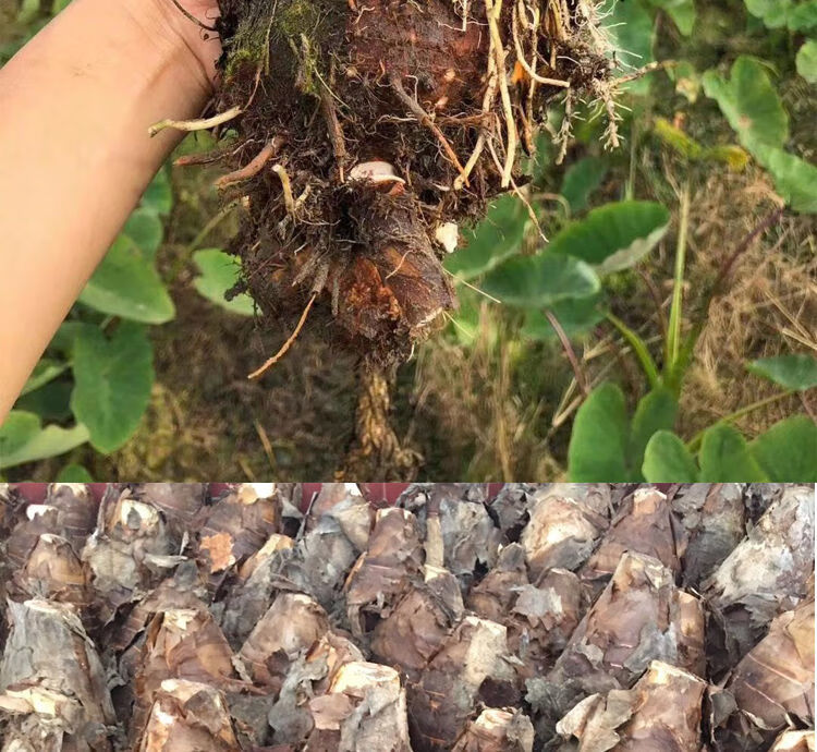 正宗廣西荔浦芋頭種子苗種植苗檳榔紫藤香芋新鮮蔬菜種苗育苗秋穎2斤