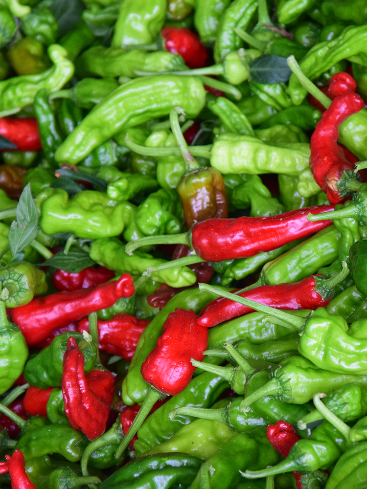 现摘新鲜蔬菜山东枣庄一窝蜂薄皮皱皮超辣特辣螺丝土辣椒3斤5斤 1000g