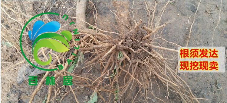 桃树苗批发哪里便宜点呢