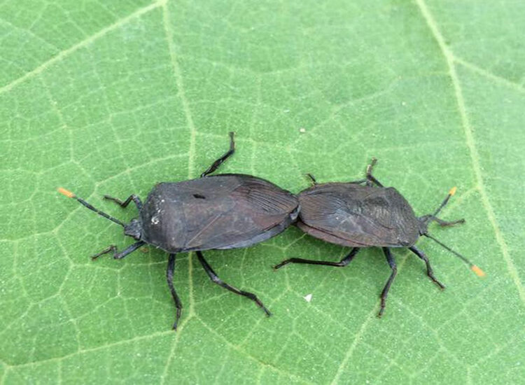 九香虫 野生黑兜虫蜣螂虫打屁虫屁巴虫瓜黑蝽中药材大九香虫100克