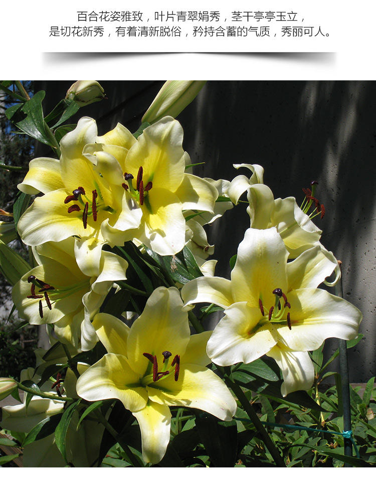 id=586939707135是否含花盆:含盆适用空间:庭院品种:百合类别:木本