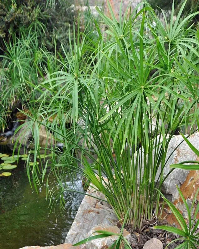 水竹苗盆栽水培旱伞草水养鱼池净水水生再力花黄菖蒲植物一从50芽总高