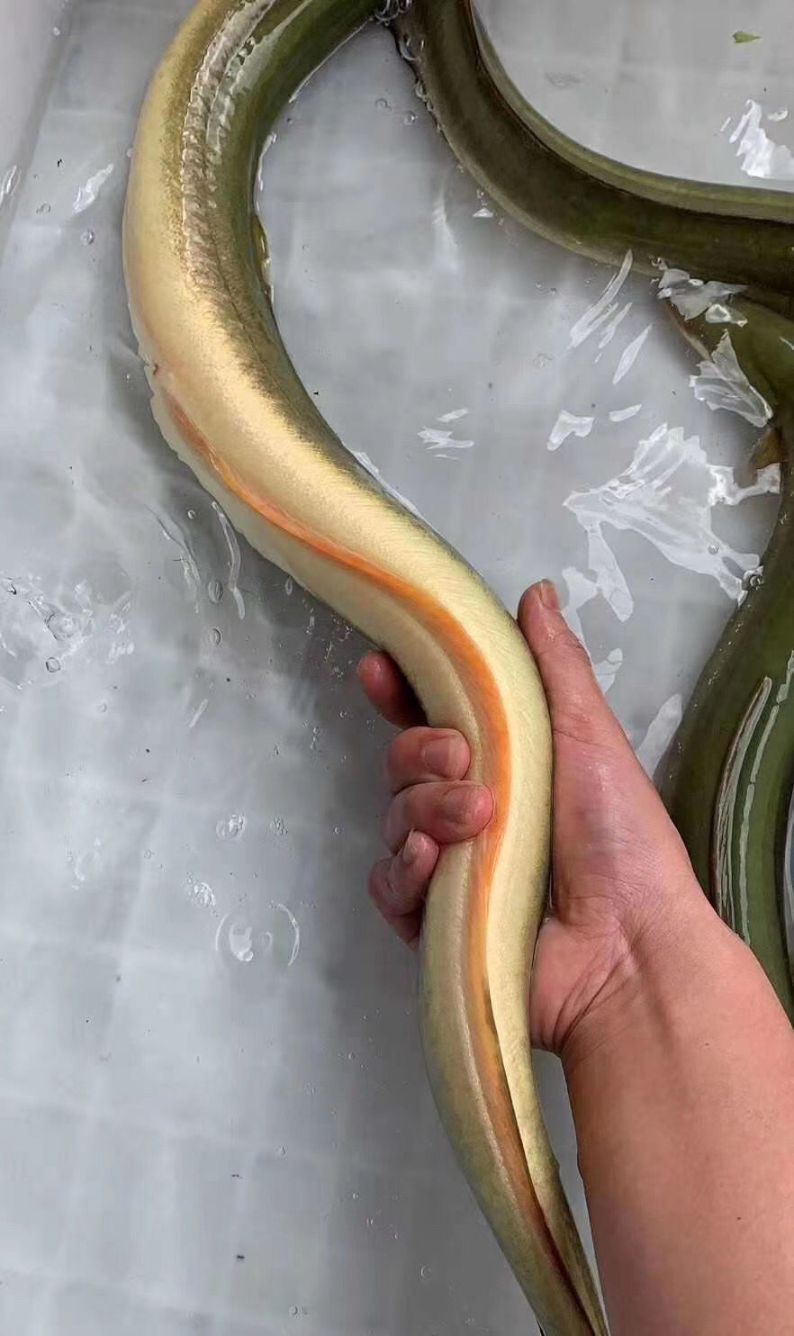 国产淡水黄鳗鱼鲜活河鳗鱼黄鳗鱼1斤到2斤以上一条包活 1.