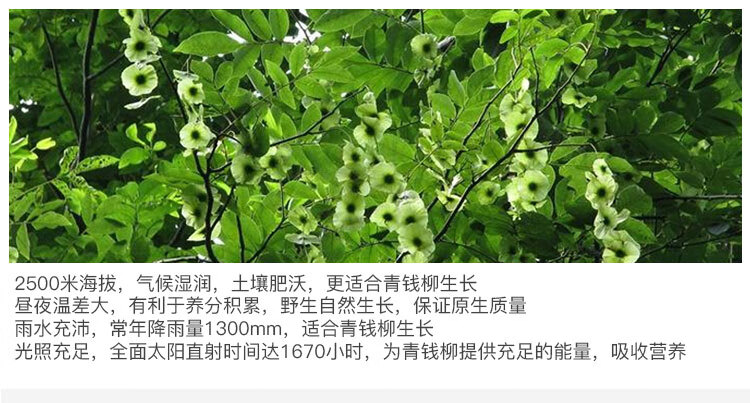 修水青钱柳茶金钱柳茶叶青钱柳叶嫩叶颗粒茶原产地原叶500克65元