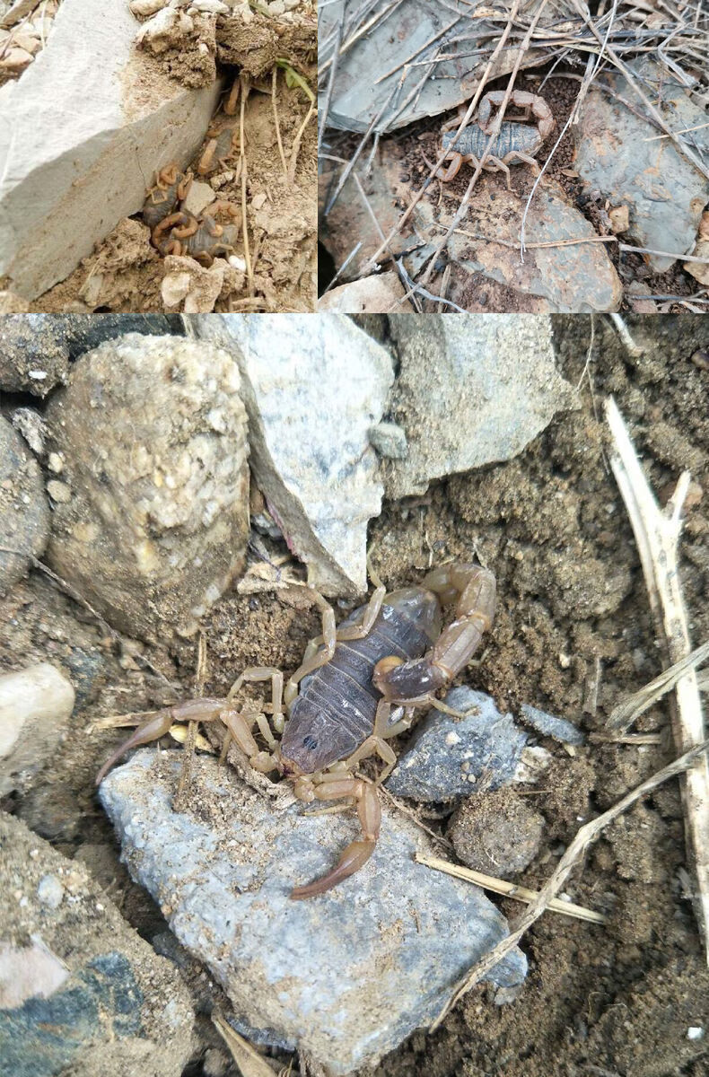 蝎子活体大野性宠物沂蒙十足全蝎食用油炸泡酒龙全虫山蝎子 超值套餐