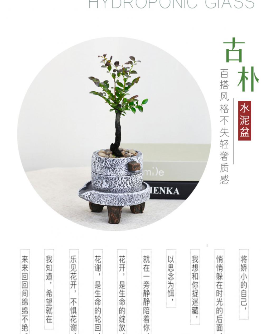 南天竹文竹小植物创意小盆栽复古中国风盆栽植物室内净化空气绿植