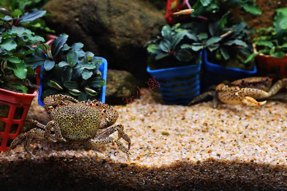 安小离迷你蟹辣椒蟹活体宠物螃蟹观赏蟹吃虫除藻淡水蟹鱼缸爬行底栖