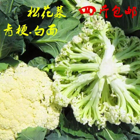 現貨直髮散花菜青梗松花菜新鮮蔬菜花椰菜花菜球白菜花時令自種菜花