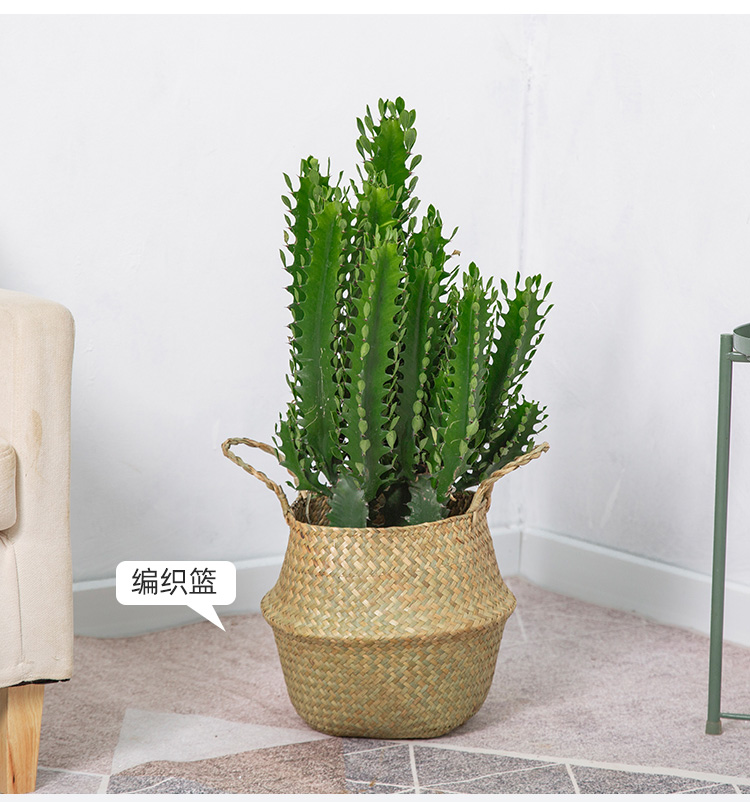 巴西龙骨植物大型室内客厅吸甲醛多肉类绿植花卉龙骨柱盆栽高8090cm含