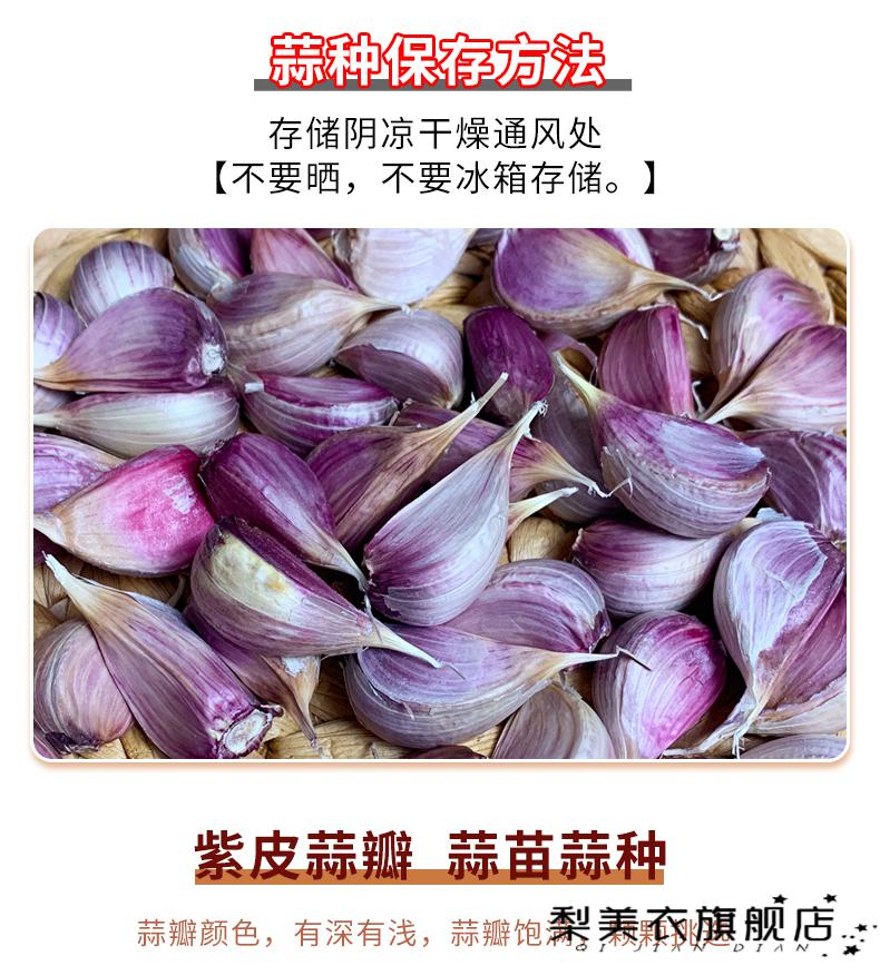 独头蒜种子2022山东红皮小蒜瓣种子寒苔蒜独头苗蒜二水早红根香硬叶川