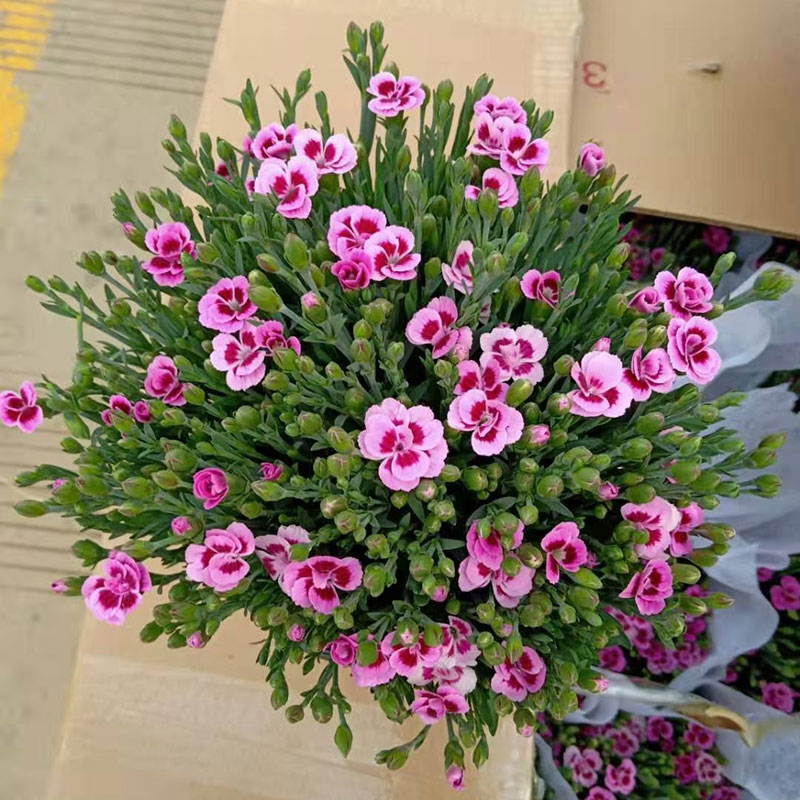 德骊嘉进口初吻康乃馨盆栽花苗带花苞室内客厅阳台四季花卉植物红色系