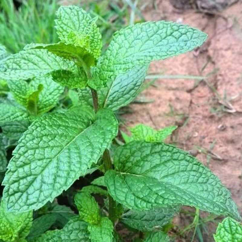 十香菜種子石香菜薄荷食用魚香草四季盆栽蔬菜萊孑菜籽苗 十香菜 【一