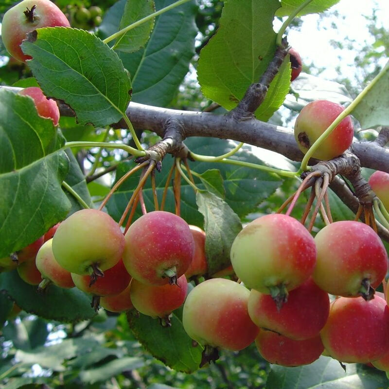 八棱海棠果树苗海棠植物 庭院种植 大秋果水果苗 9年苗 不含盆 5年苗