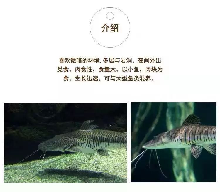 楠苑秋穎虎紋鴨嘴魚鴨嘴鯊月光鴨嘴斑馬鴨嘴魚淡水鯊魚大型底層觀賞魚