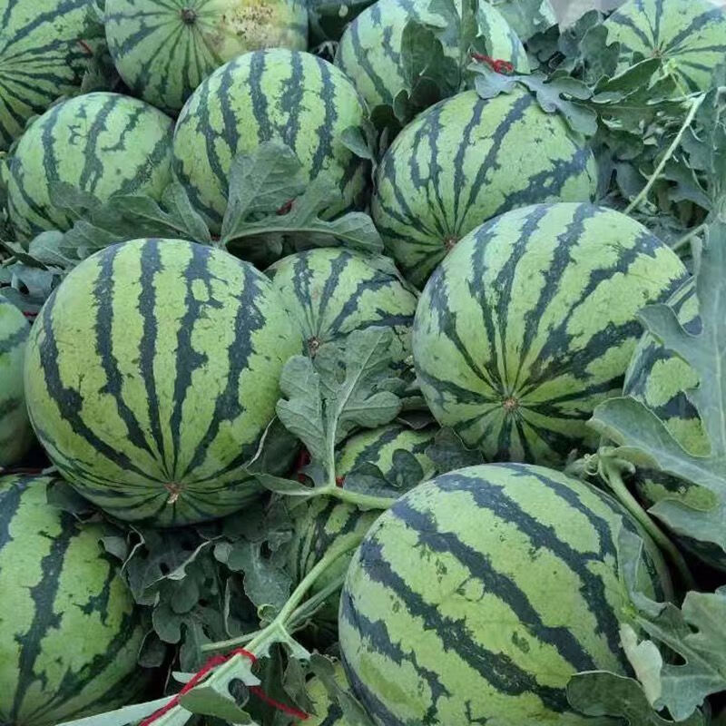 新鲜正宗冰糖麒麟美都西瓜甜美多汁水果薄皮无籽有籽产地现摘 7-9斤精