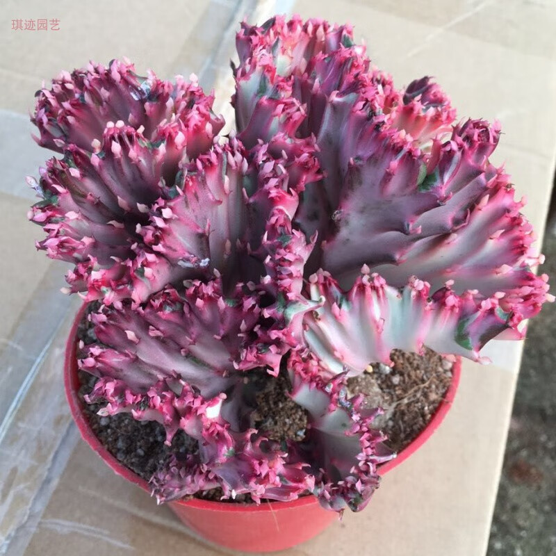 嫁接彩麒麟掌植物盆栽仙人掌盆景春峰玉麒麟 有根 彩麒麟13cm以上