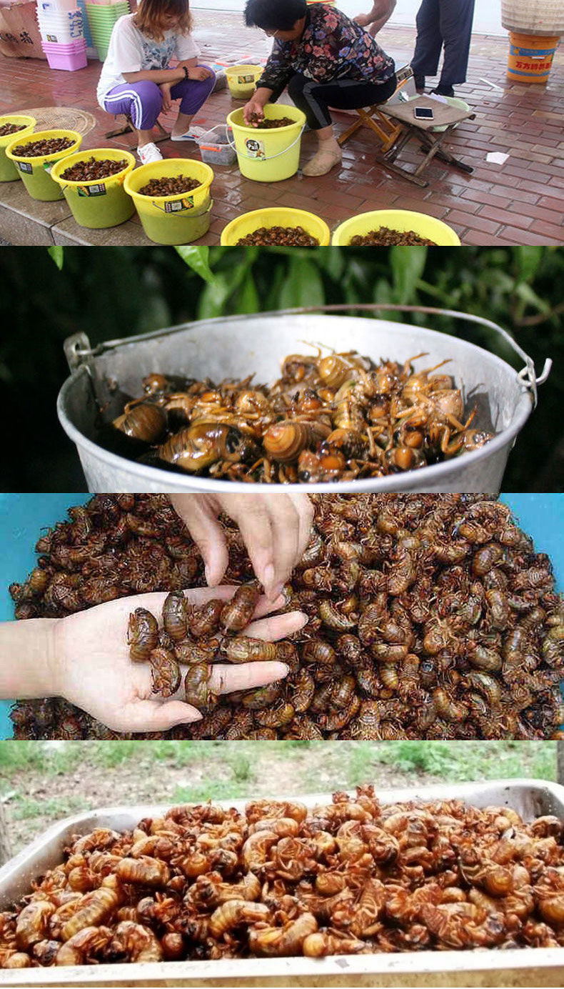 【2022新款很容易抓的】抓知了神器1秒来百只】诱蝉神器抓知了猴捕