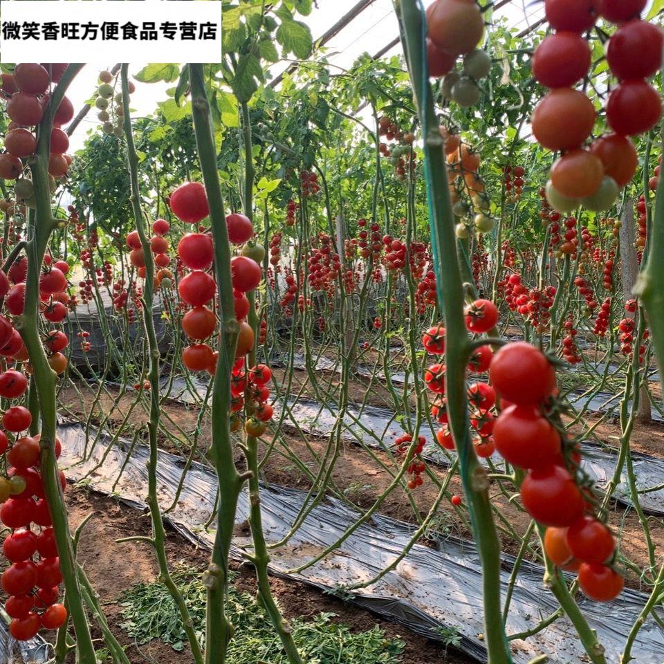 八方美新鲜串红小番茄圣女果小柿子水果现摘现发2斤装串红